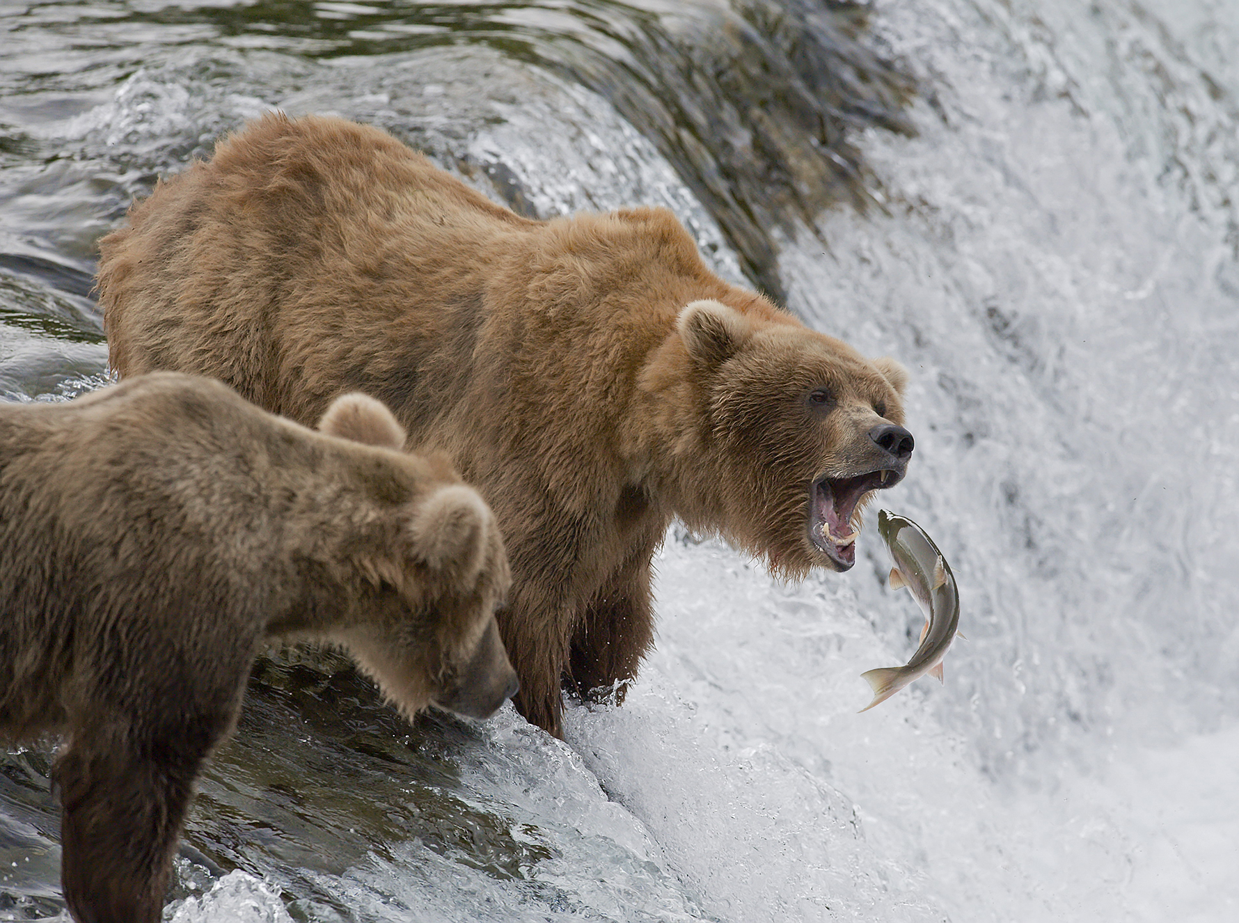 expert fisherman